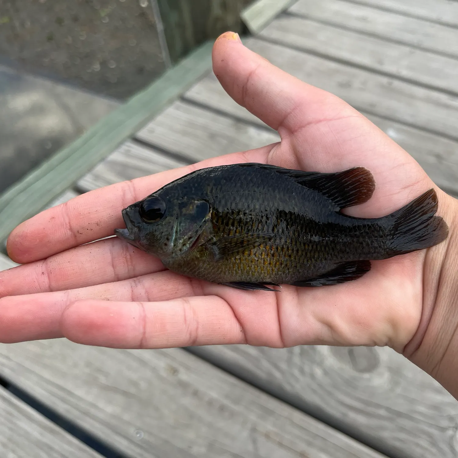 Redspotted sunfish caught on Fishbrain