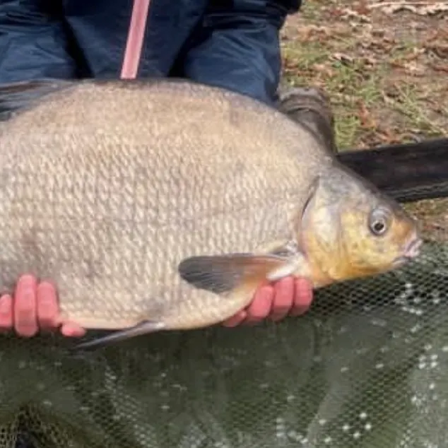 The most recent Common bream catches on Fishbrain