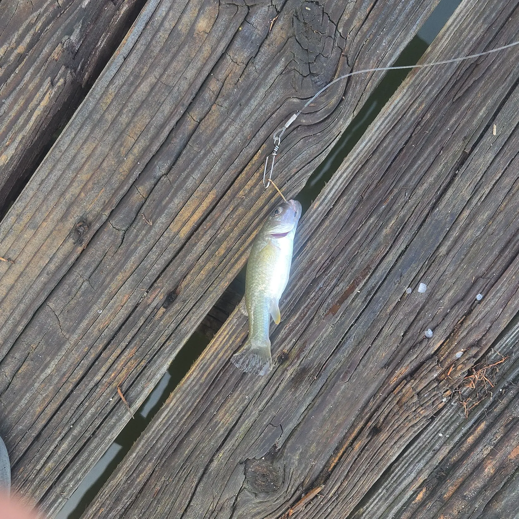 The most recent Central mudminnow catches on Fishbrain