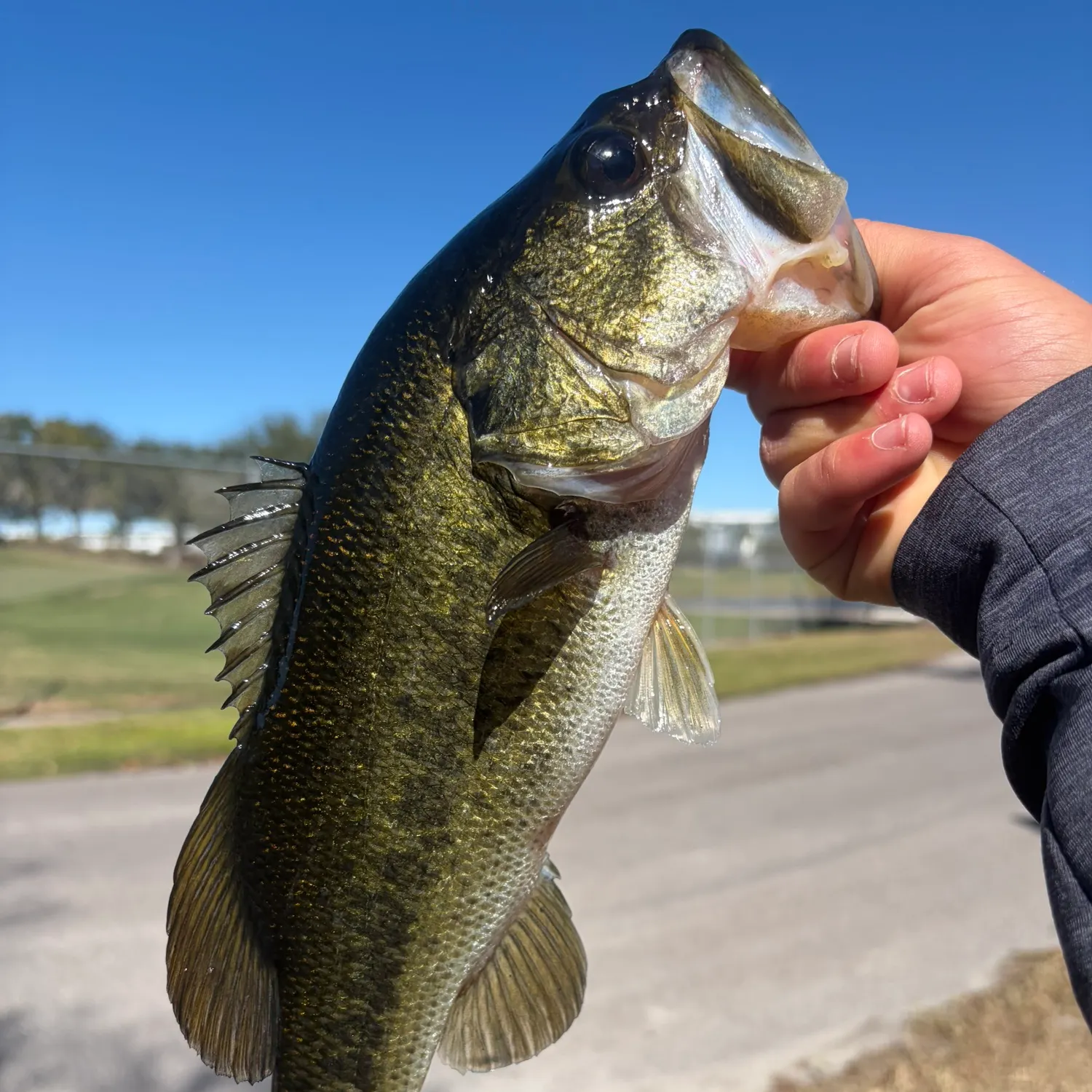 The most recent Largemouth bass catches on Fishbrain