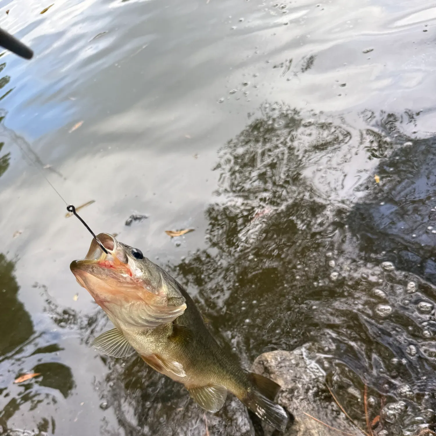 Smallmouth bass caught on Fishbrain