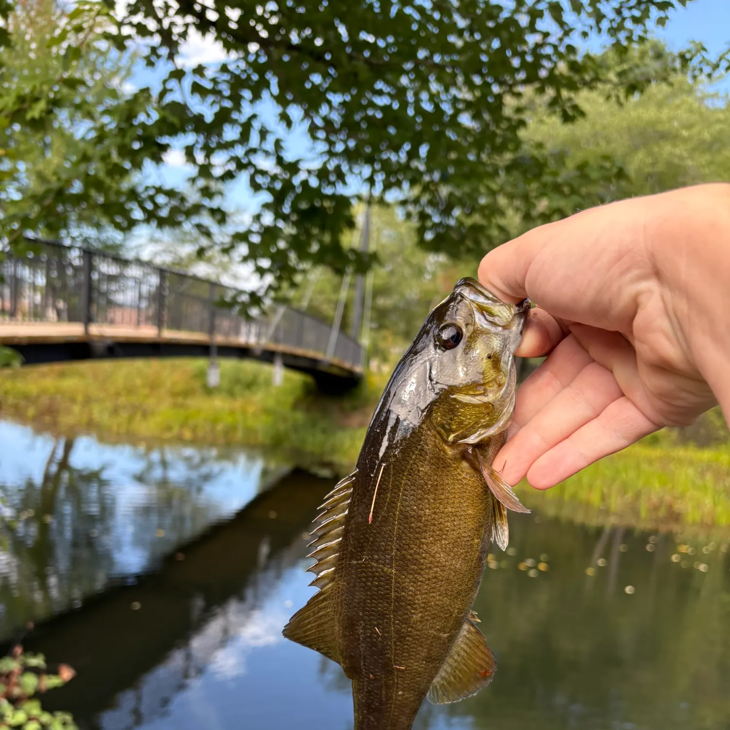 Smallmouth bass caught on Fishbrain