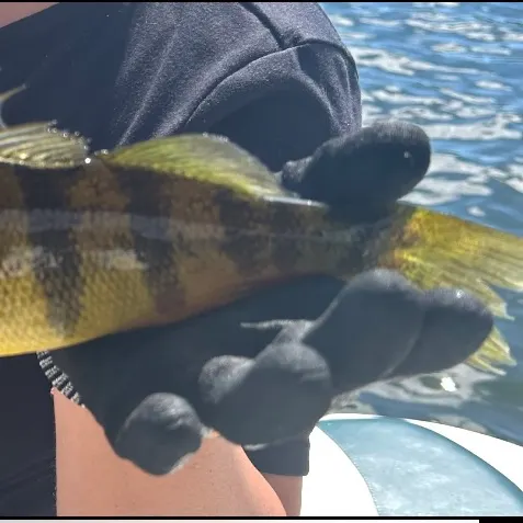 Yellow perch caught on Fishbrain