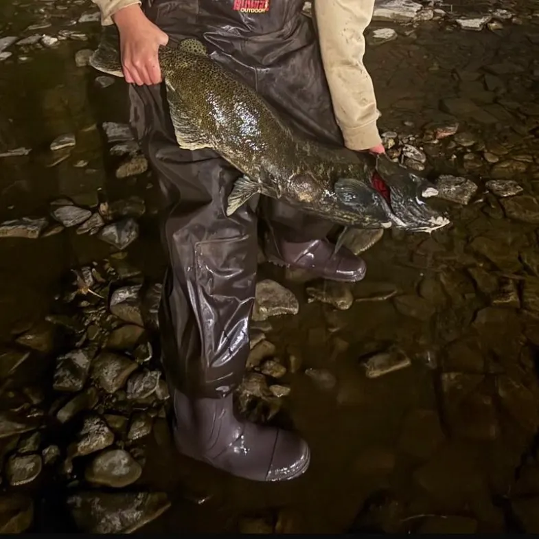 Chinook salmon caught on Fishbrain