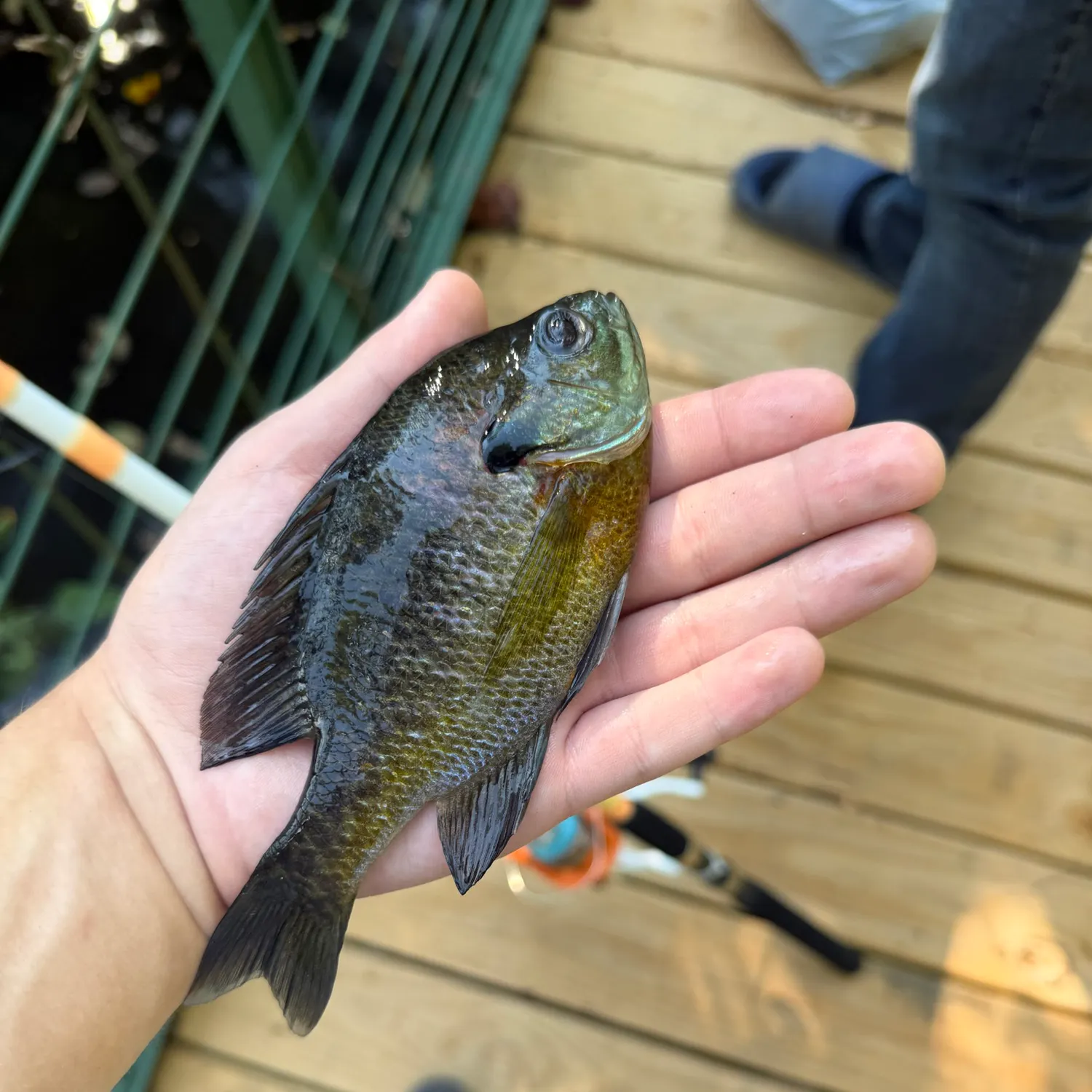 Bluegill caught on Fishbrain