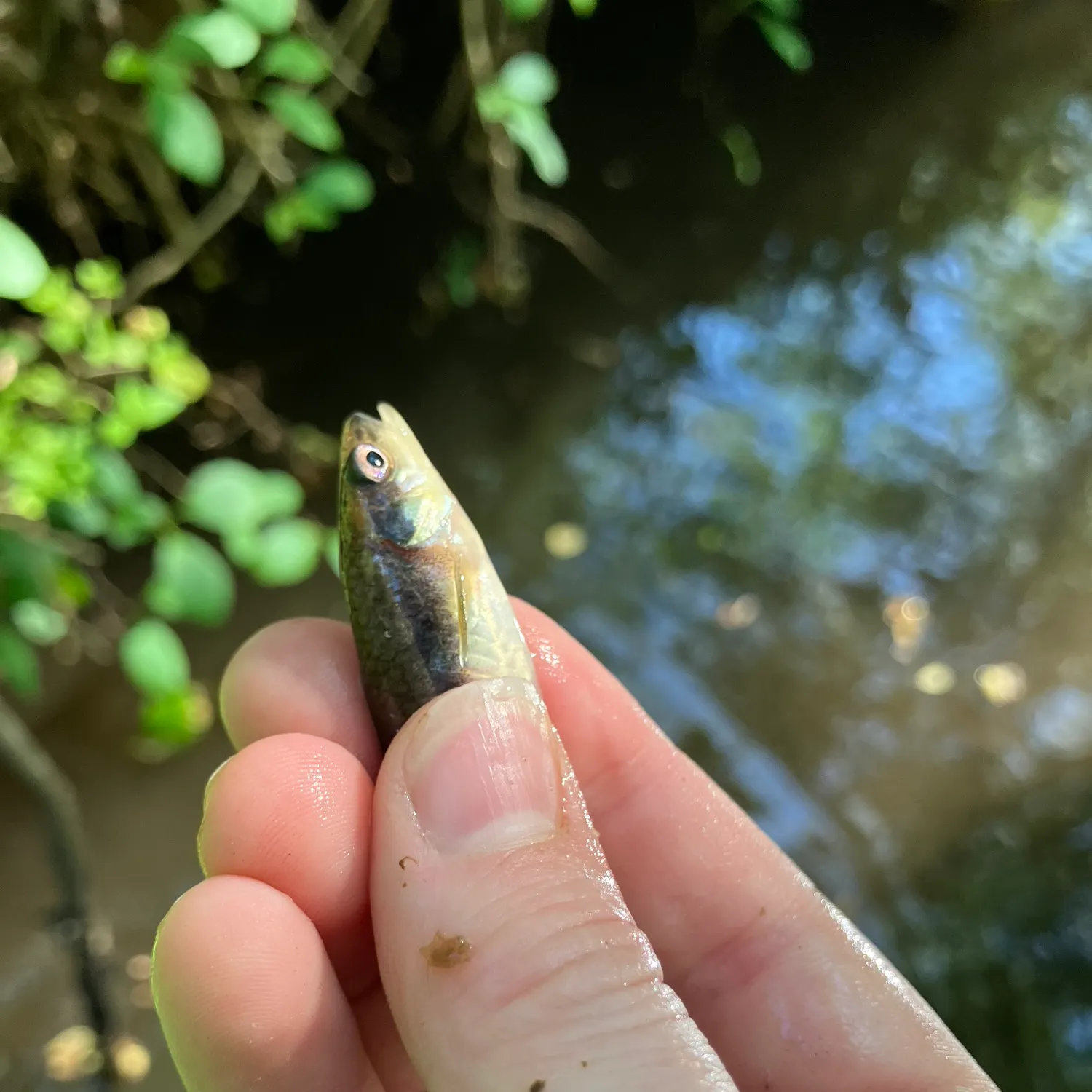 The most recent Eastern blacknose dace catches on Fishbrain