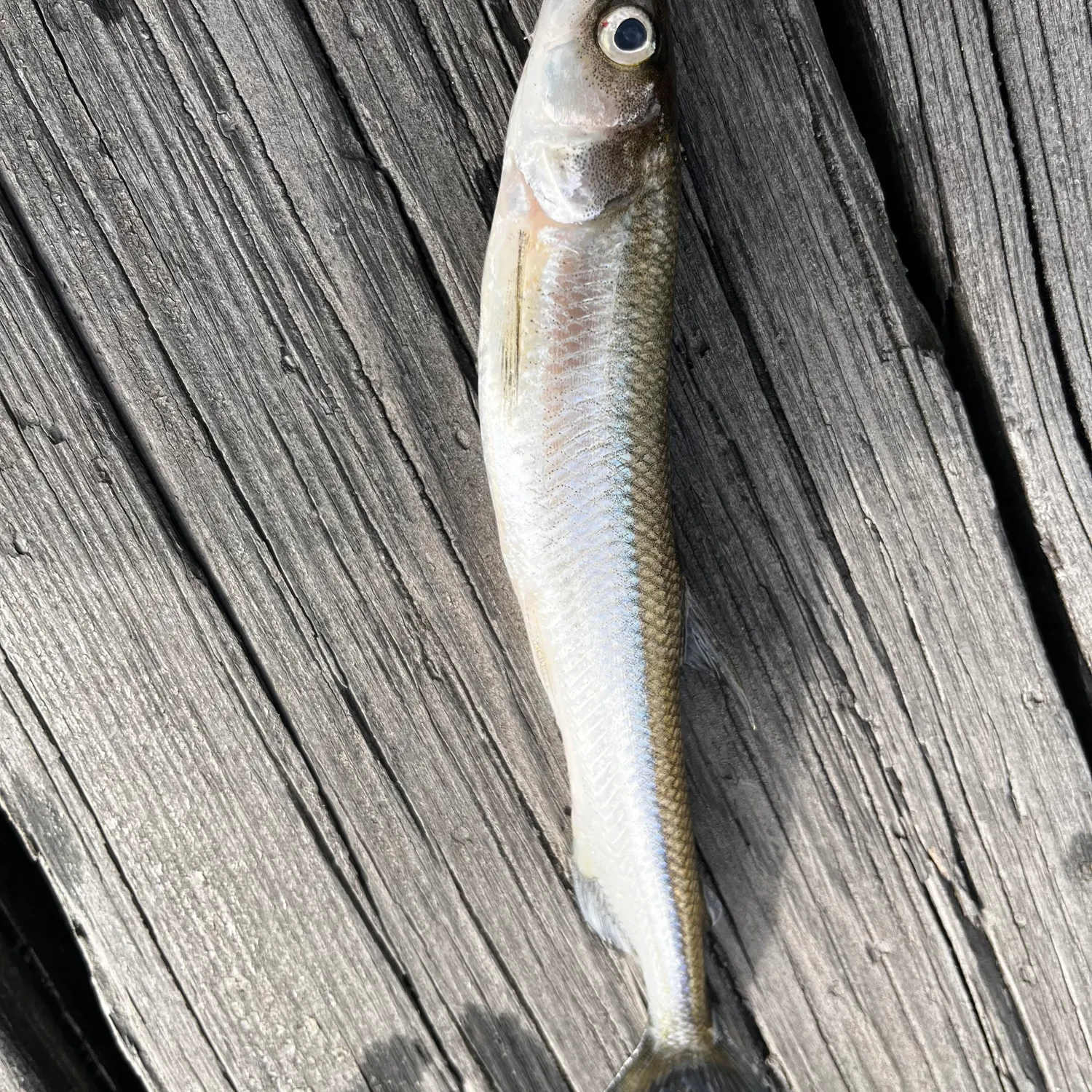 Surf smelt caught on Fishbrain