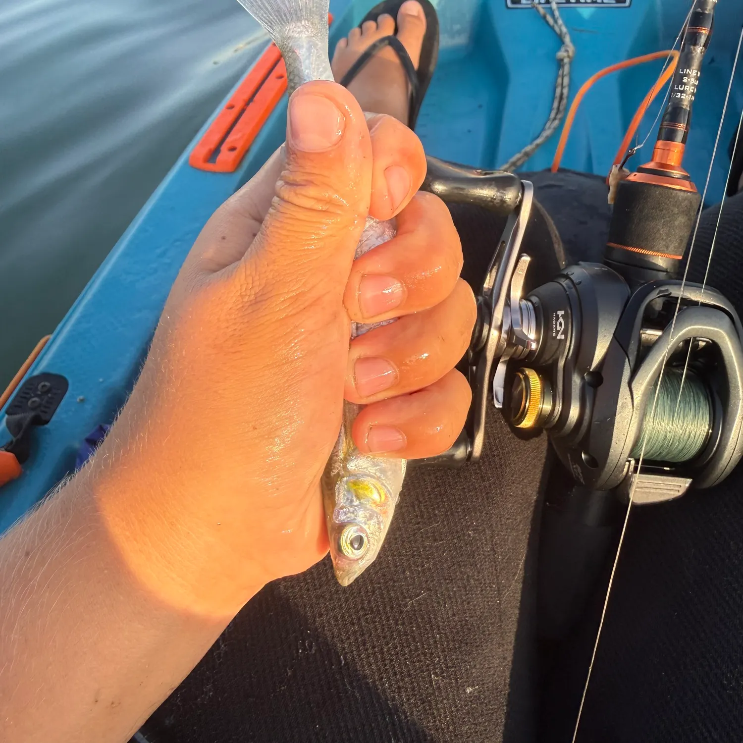 The most recent Topsmelt silverside catches on Fishbrain