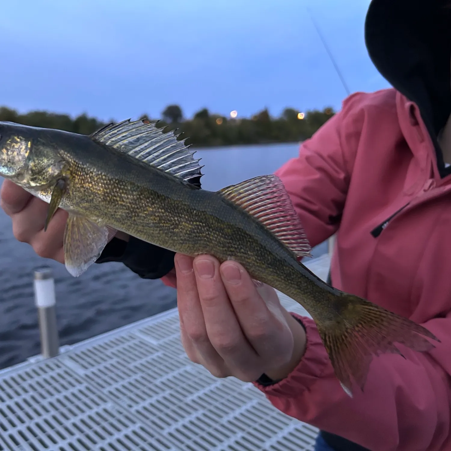 Walleye caught on Fishbrain