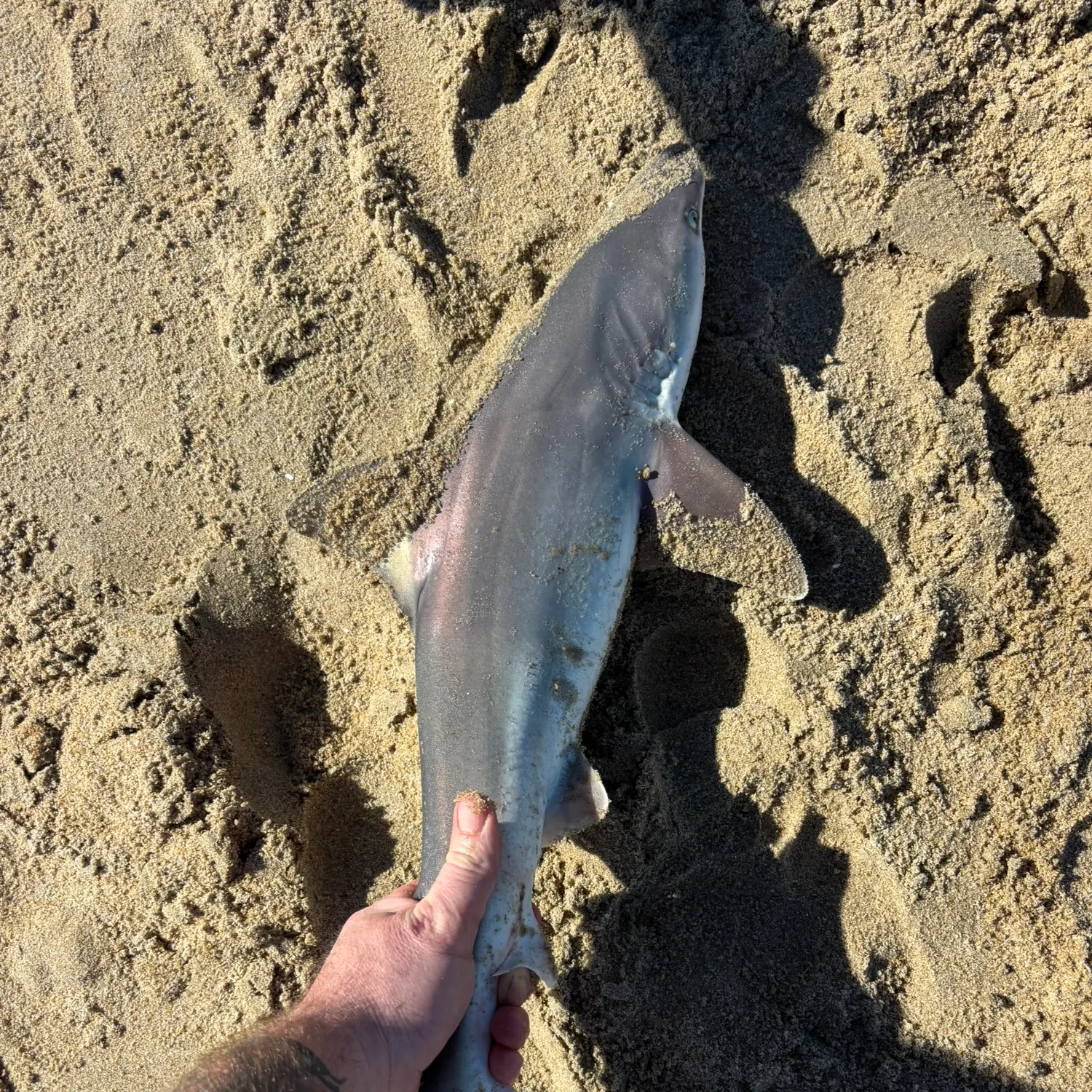 Sandbar shark caught on Fishbrain