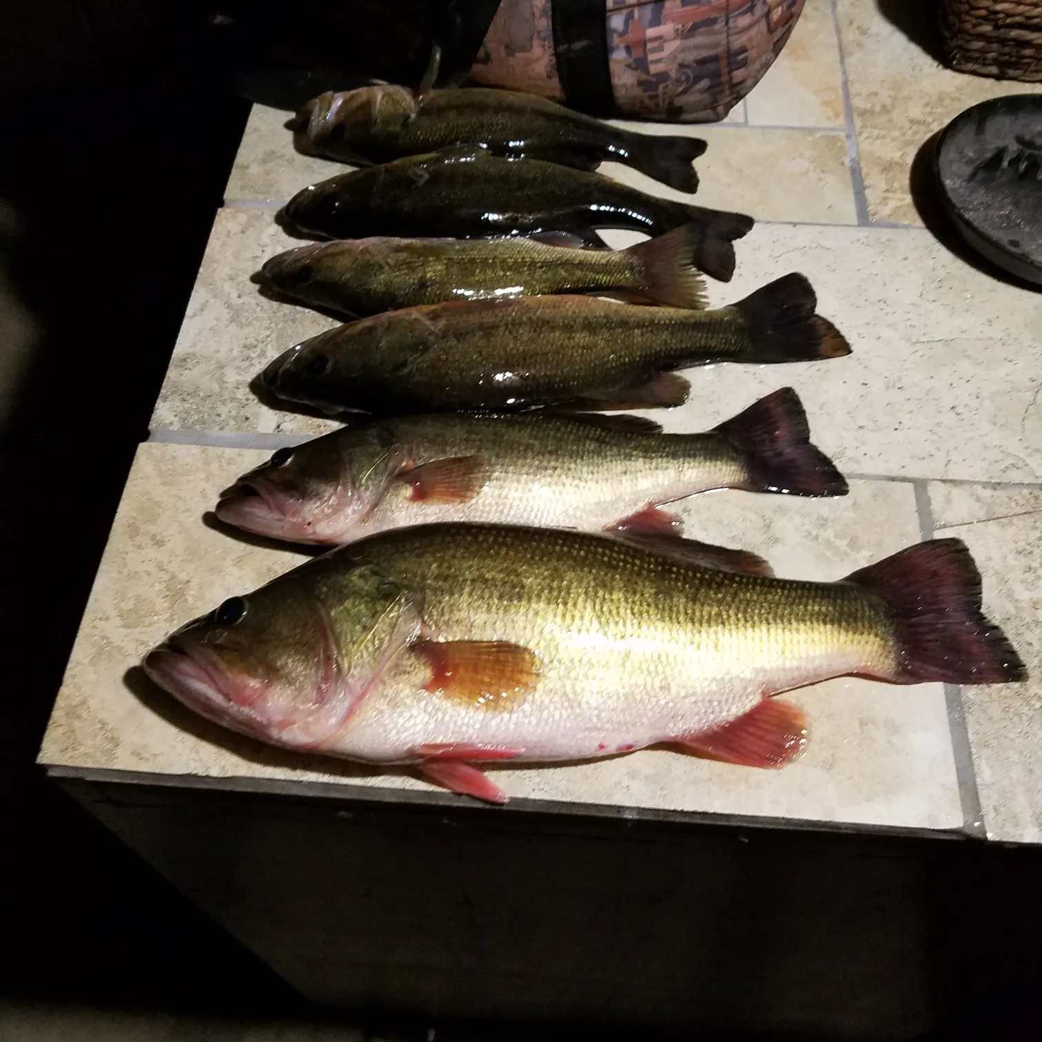 recently logged catches