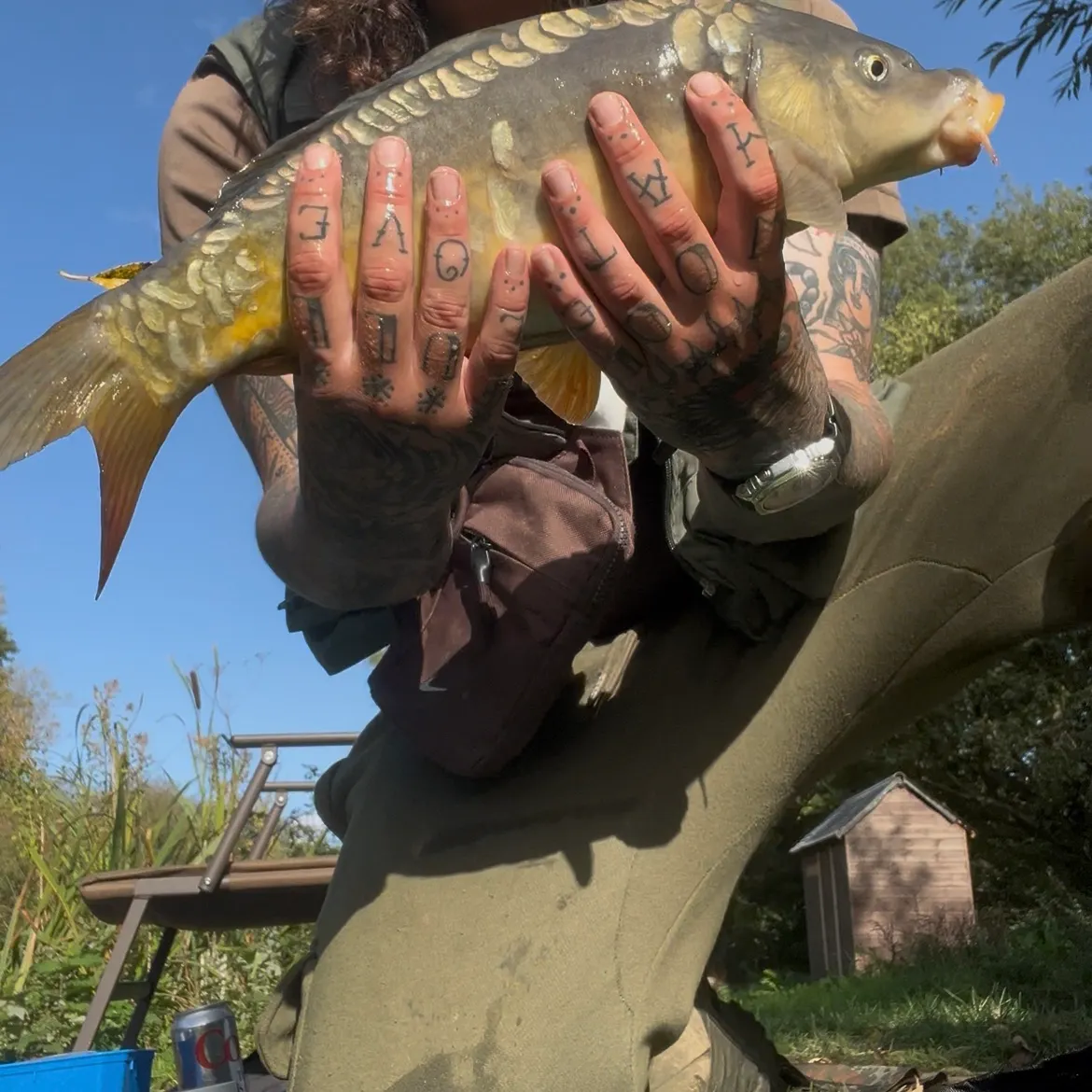 Mirror carp caught on Fishbrain