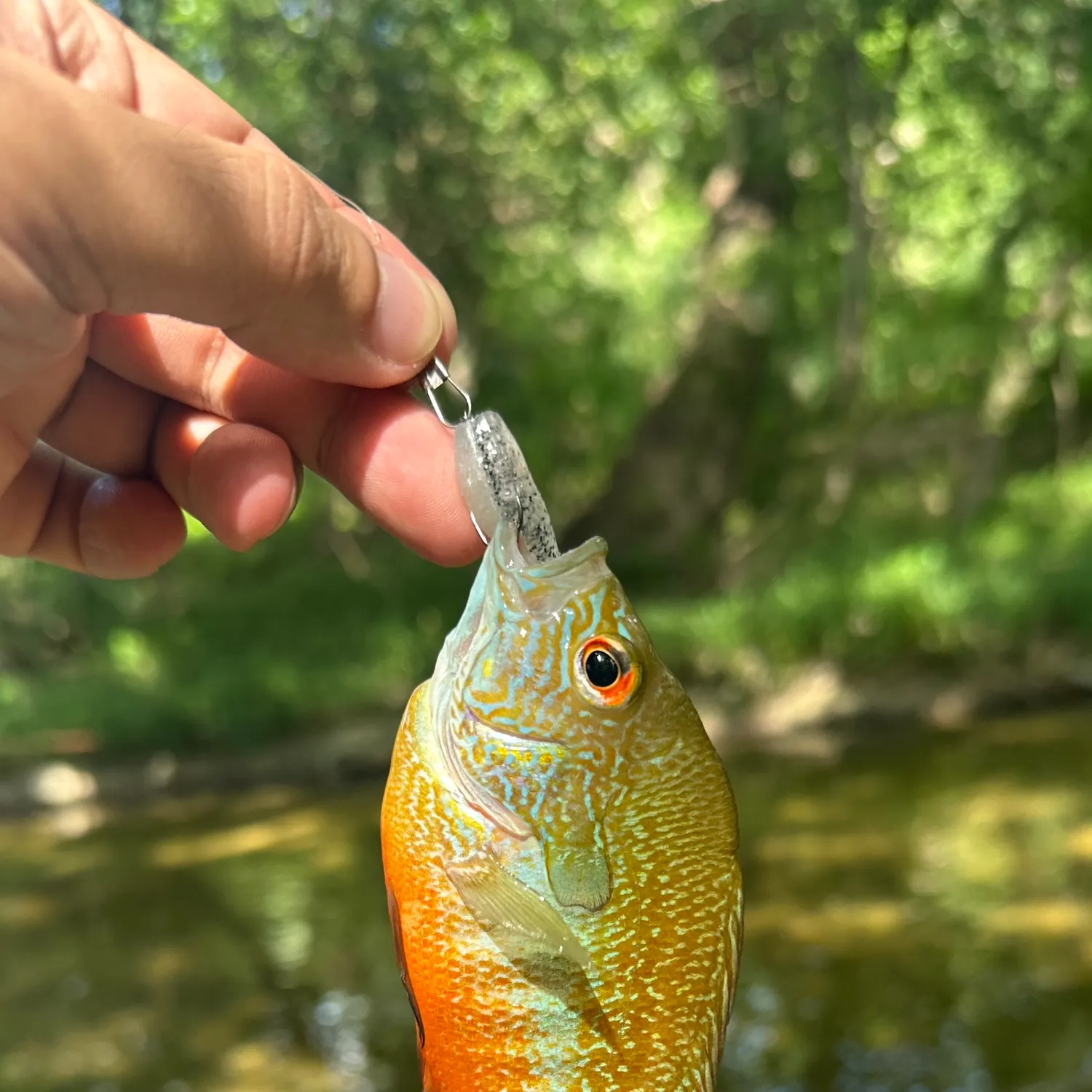 The most recent Bluegill catches on Fishbrain
