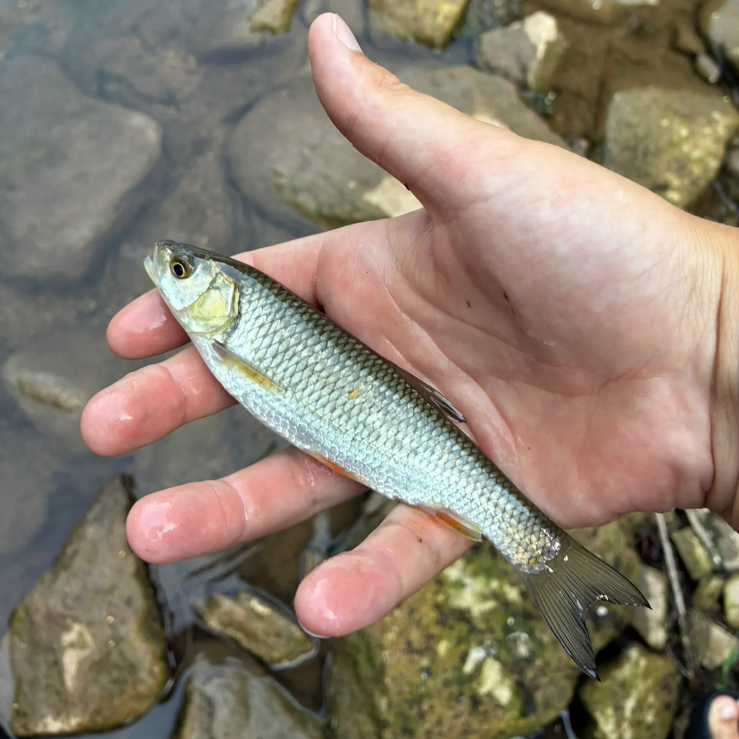 European chub caught on Fishbrain