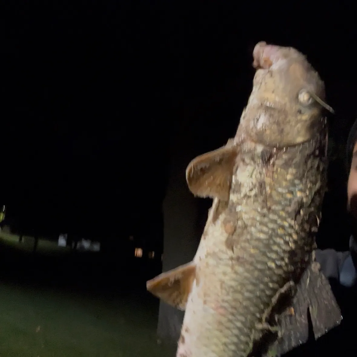 Shorthead redhorse caught on Fishbrain