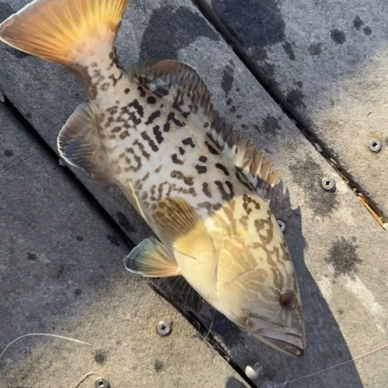 Gag grouper caught on Fishbrain