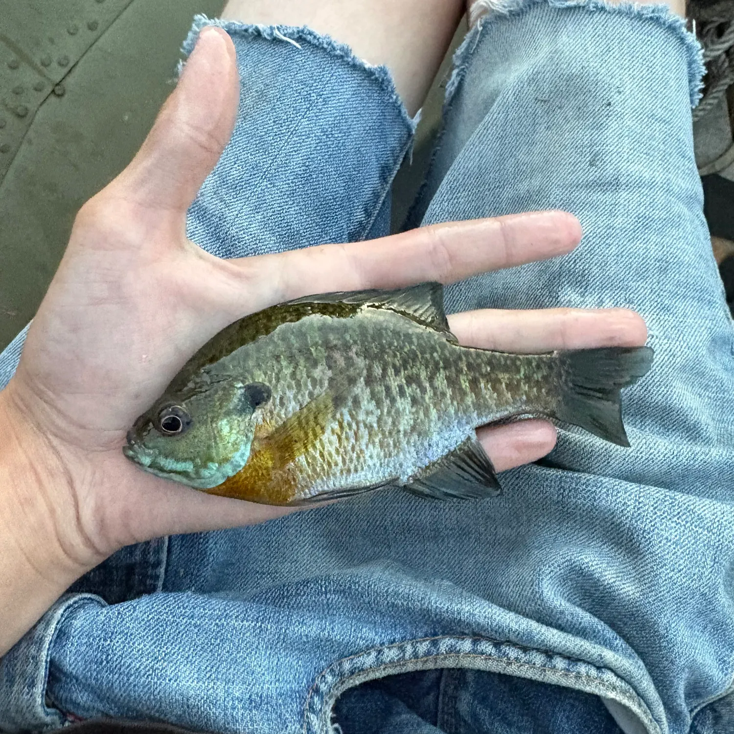 Bluegill caught on Fishbrain