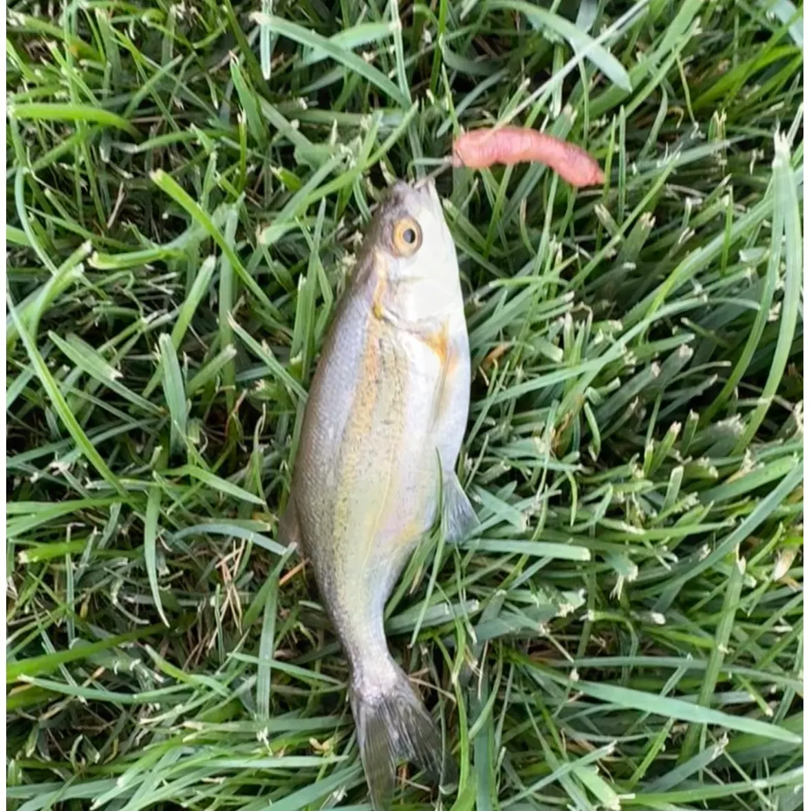 Redside shiner caught on Fishbrain