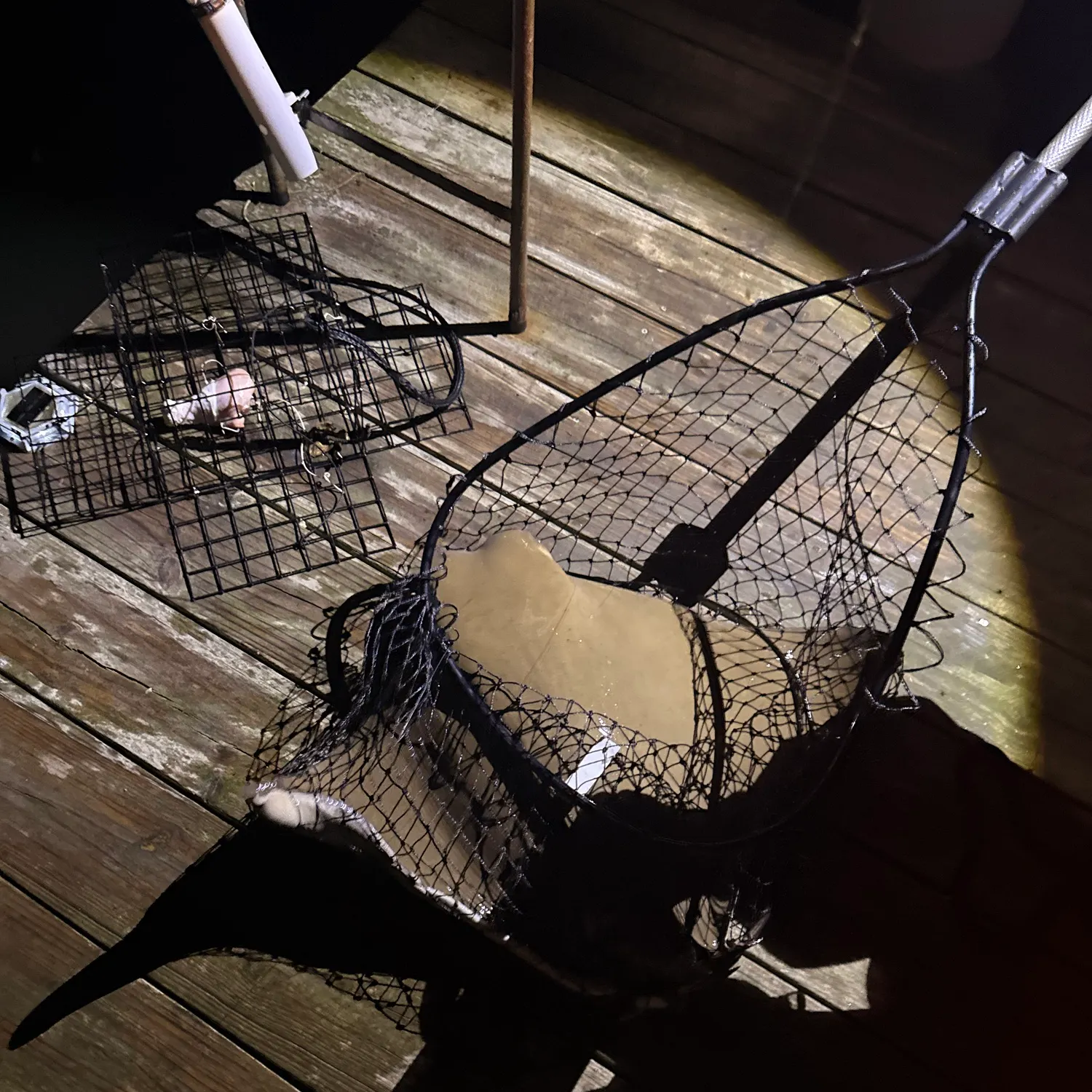 Southern stingray caught on Fishbrain