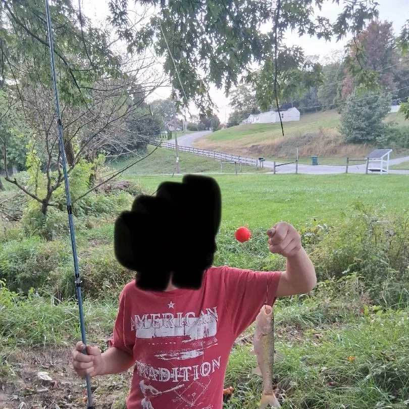 Yellow bullhead caught on Fishbrain