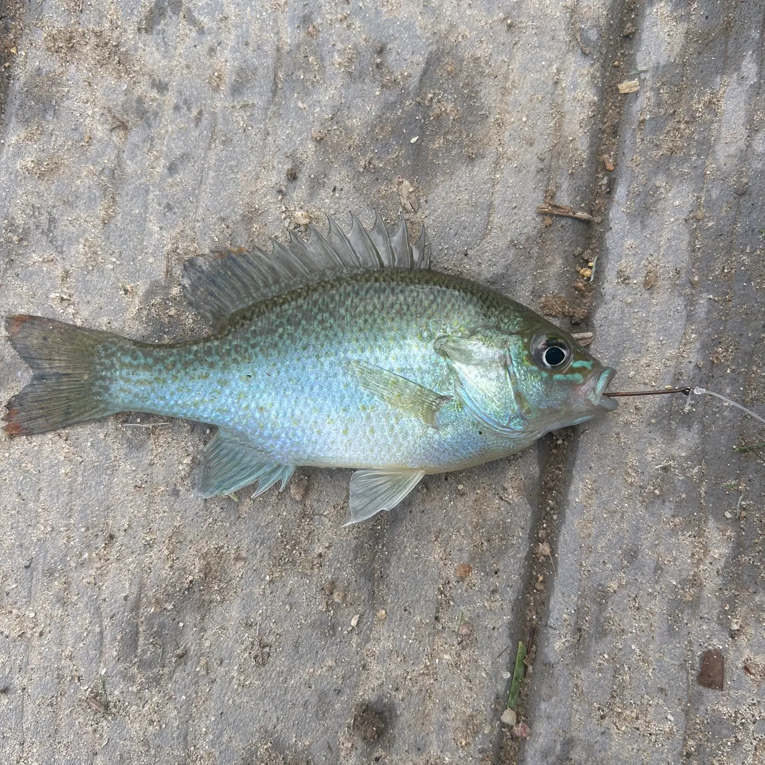 The most recent Longear x green sunfish catches on Fishbrain