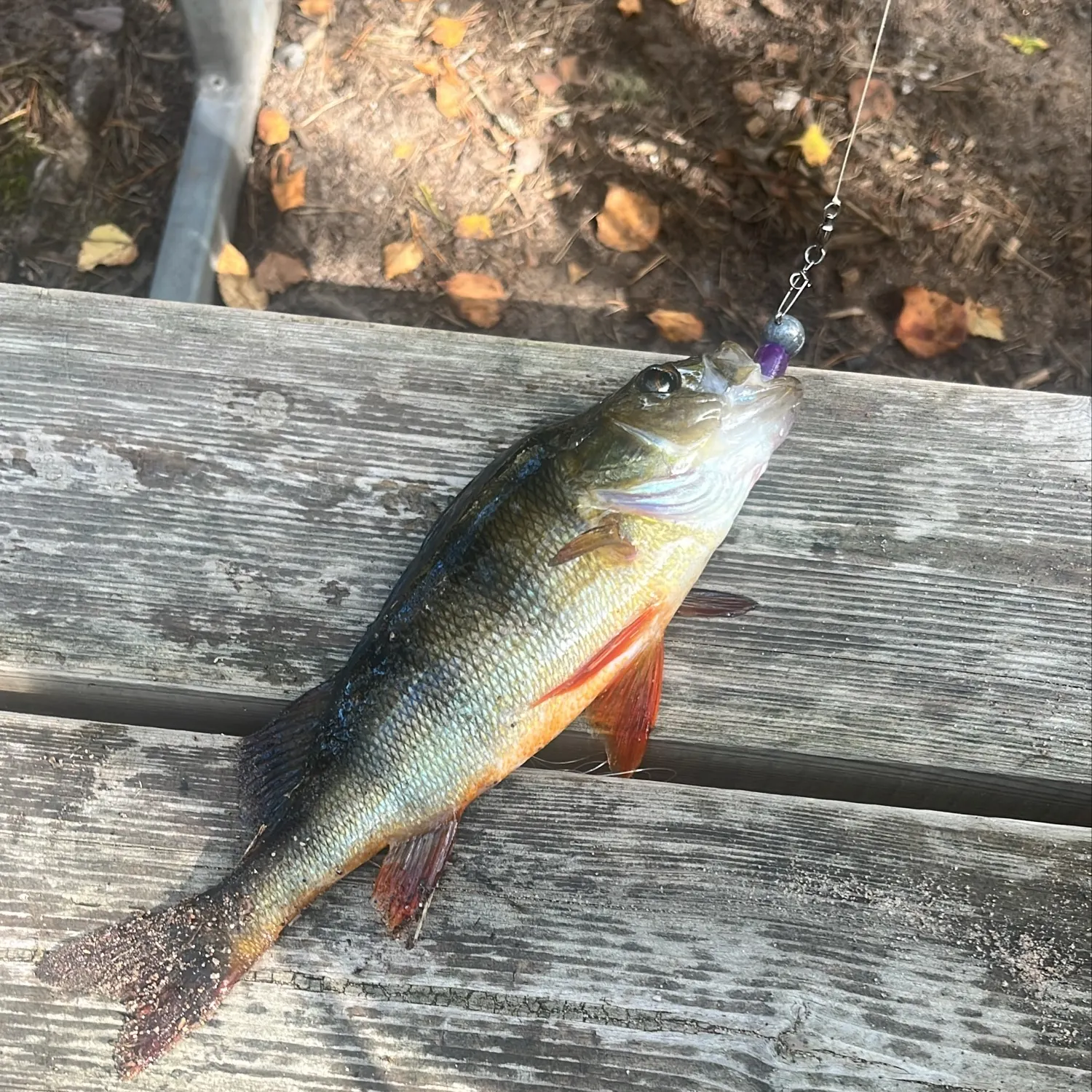 European perch caught on Fishbrain