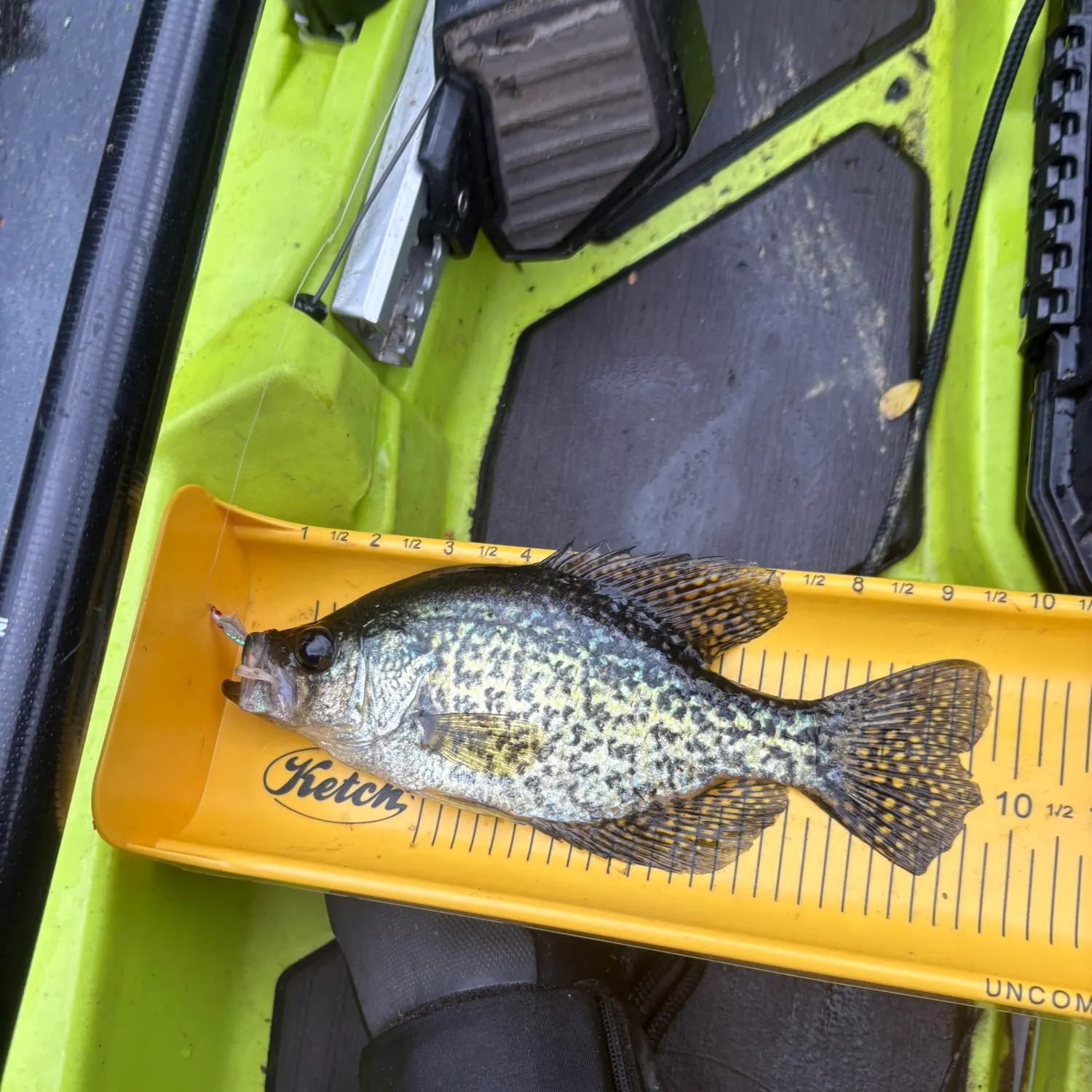 The most recent Black crappie catches on Fishbrain