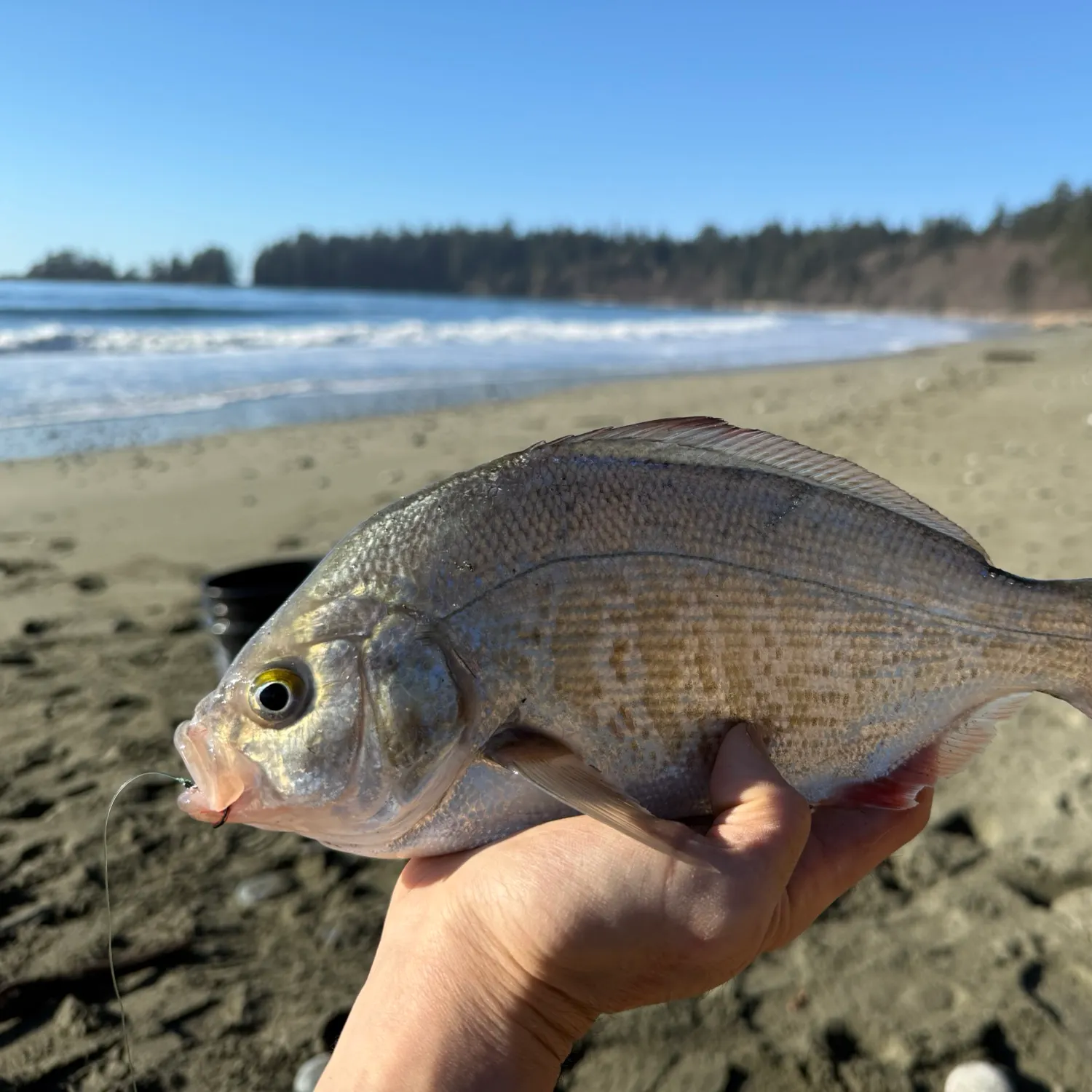 The most recent Calico surfperch catches on Fishbrain