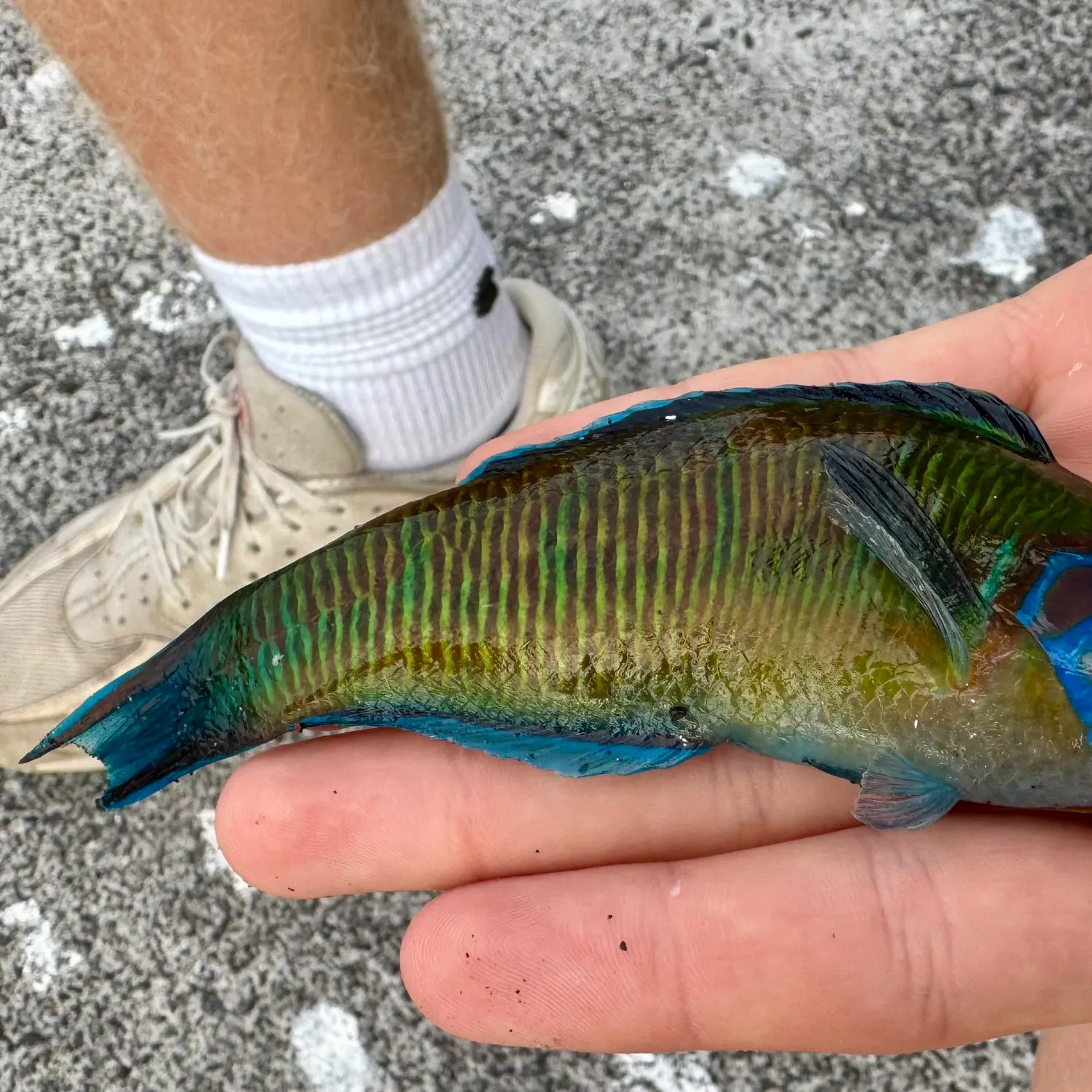 The most recent Ornate wrasse catches on Fishbrain