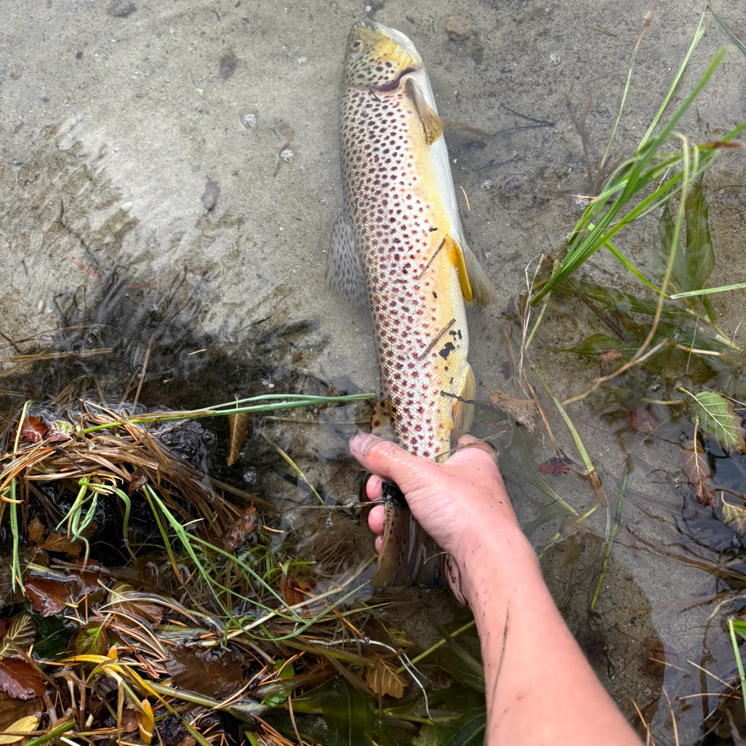 Brown trout caught on Fishbrain