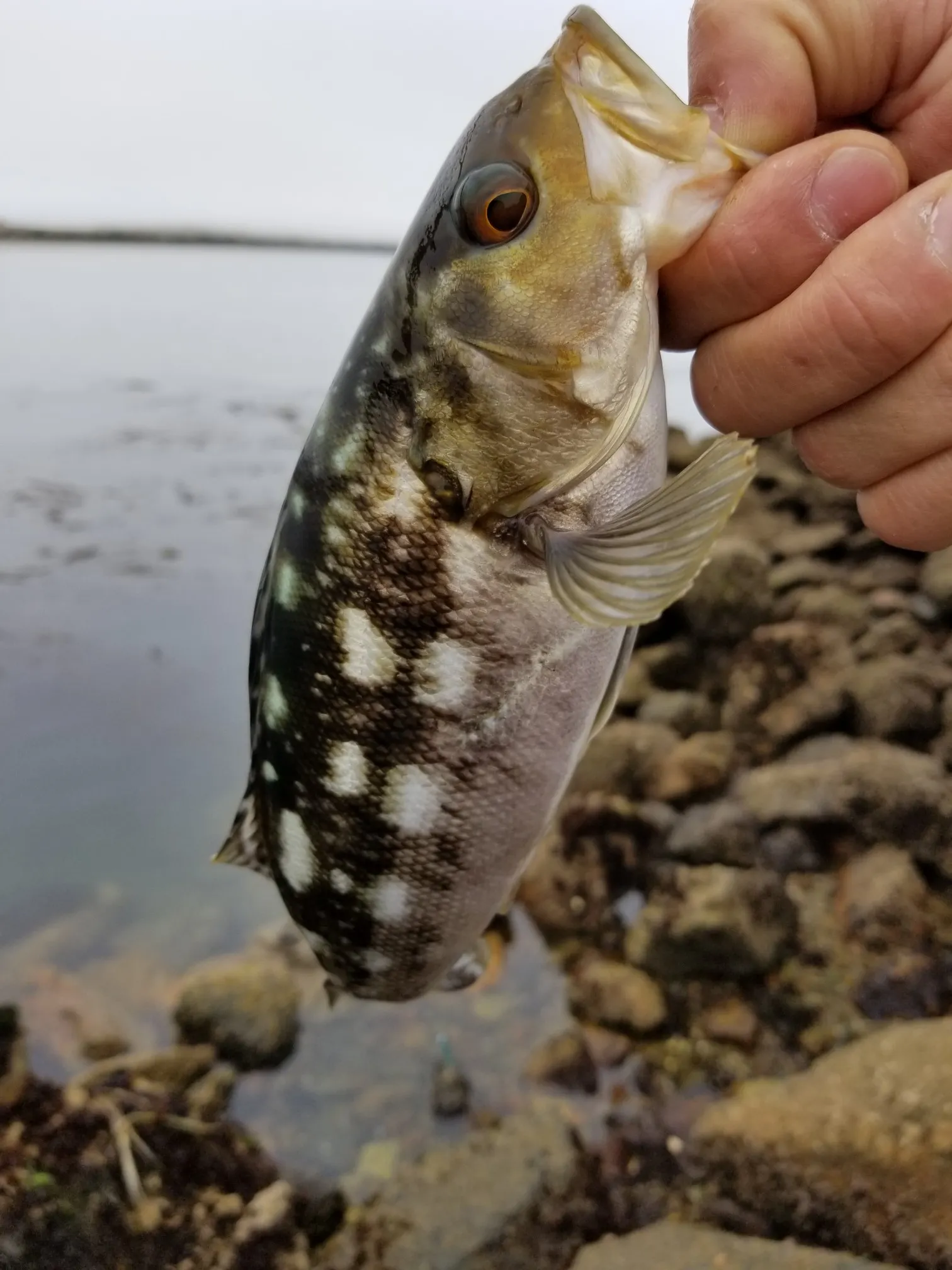 Post image from 96thcast