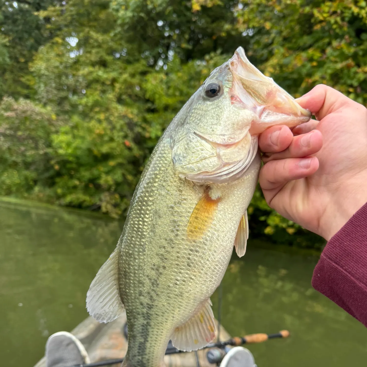Largemouth bass caught on Fishbrain