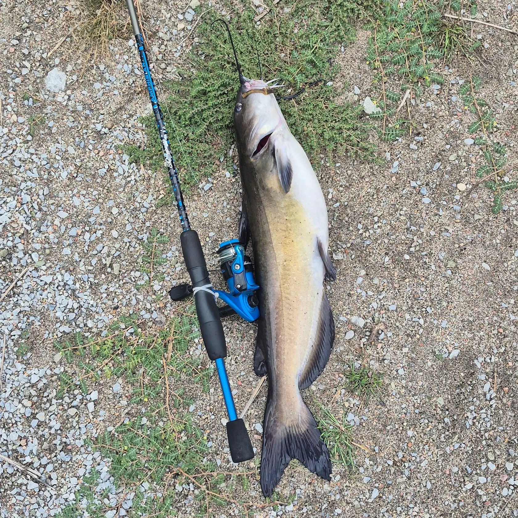 Channel catfish caught on Fishbrain