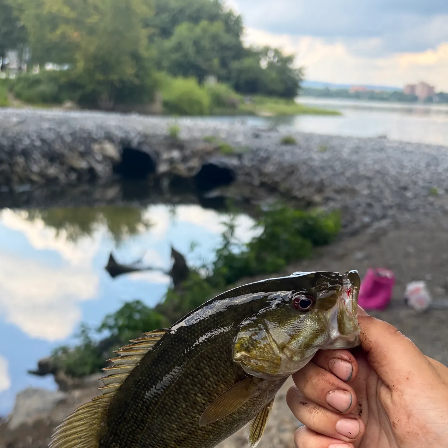 Smallmouth bass caught on Fishbrain
