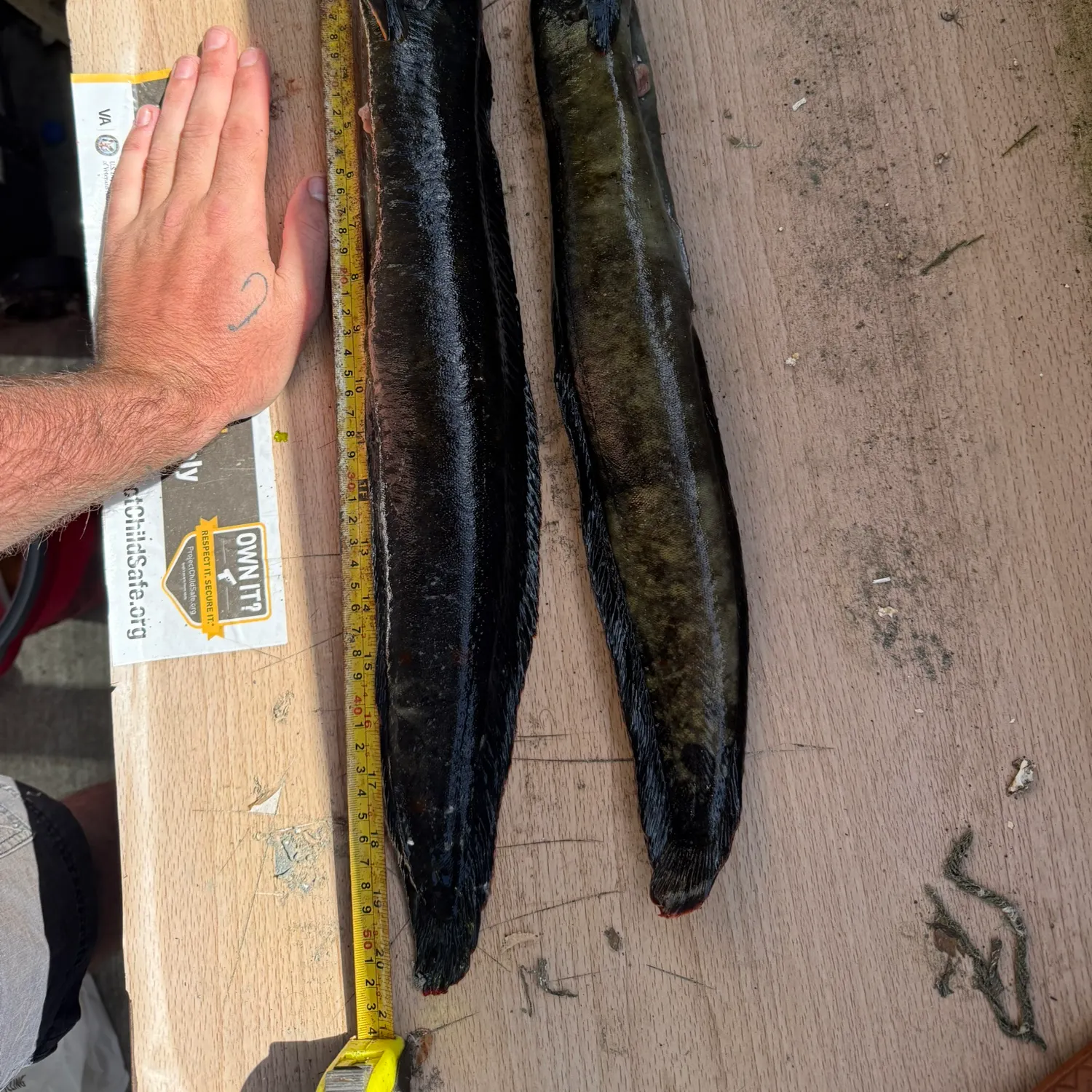 The most recent Monkeyface prickleback catches on Fishbrain