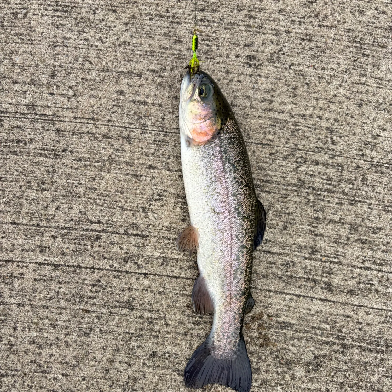 Rainbow trout caught on Fishbrain