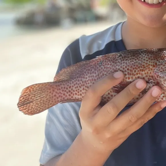 The most recent Spotted grouper catches on Fishbrain