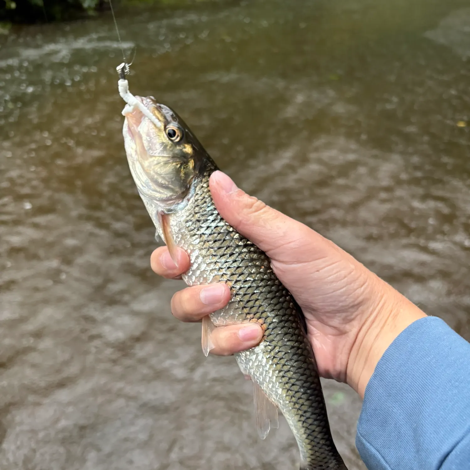 Fallfish caught on Fishbrain