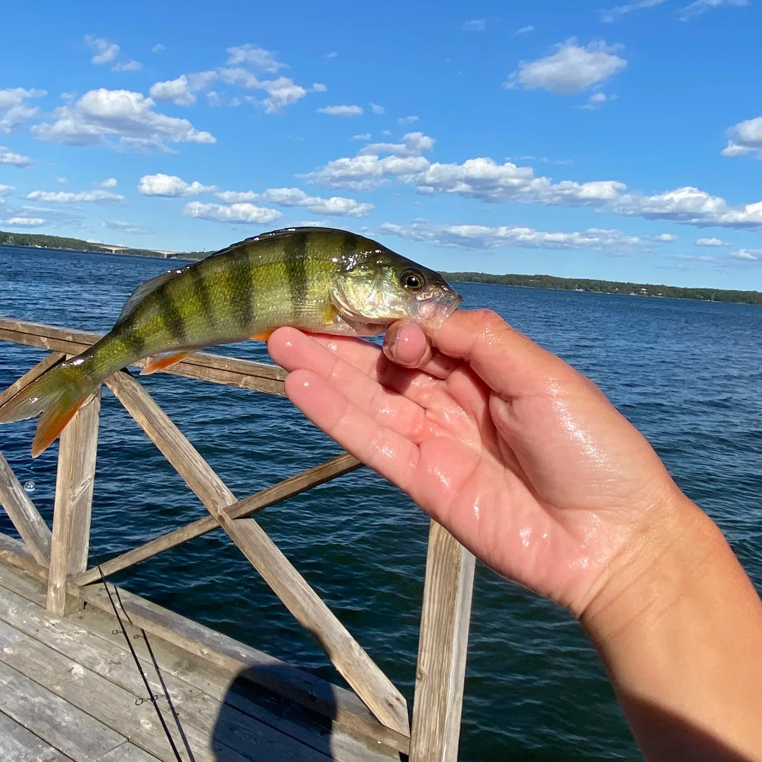 European perch caught on Fishbrain