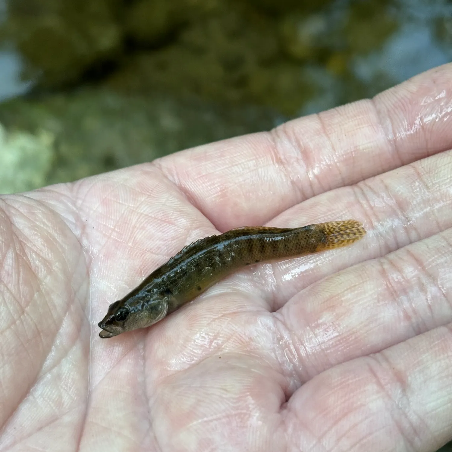 The most recent Fantail darter catches on Fishbrain