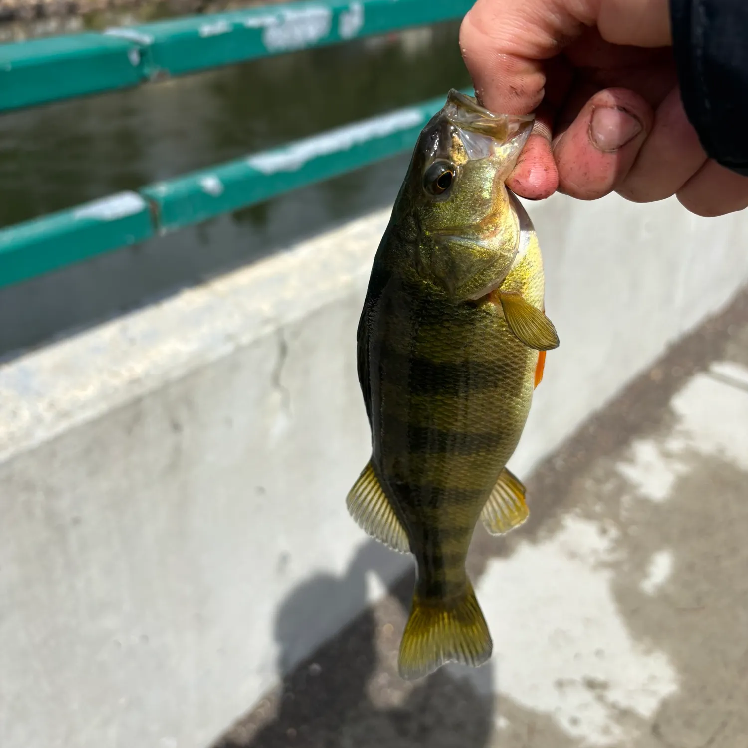 Yellow perch caught on Fishbrain