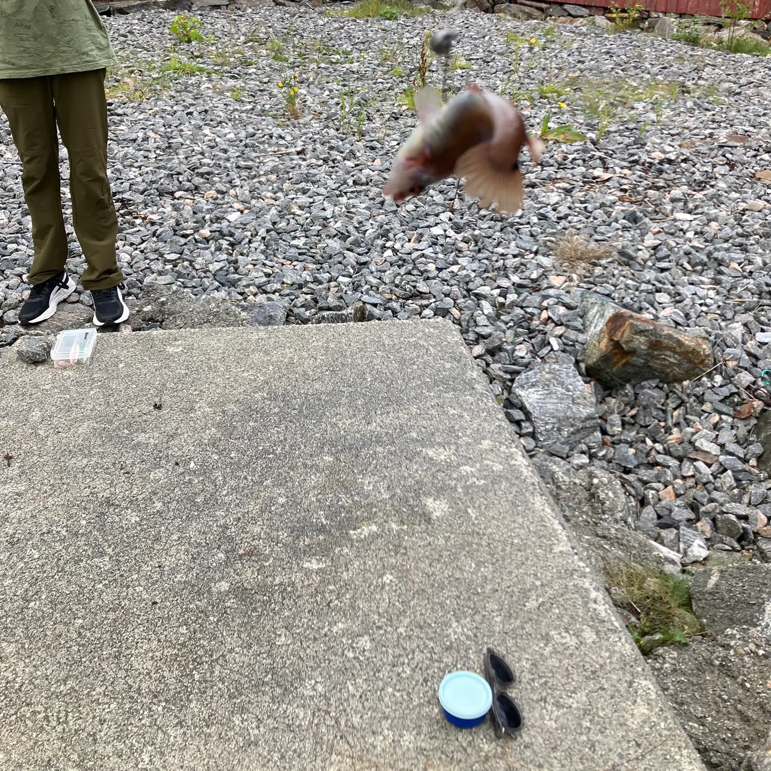 The most recent Goldsinny-wrasse catches on Fishbrain