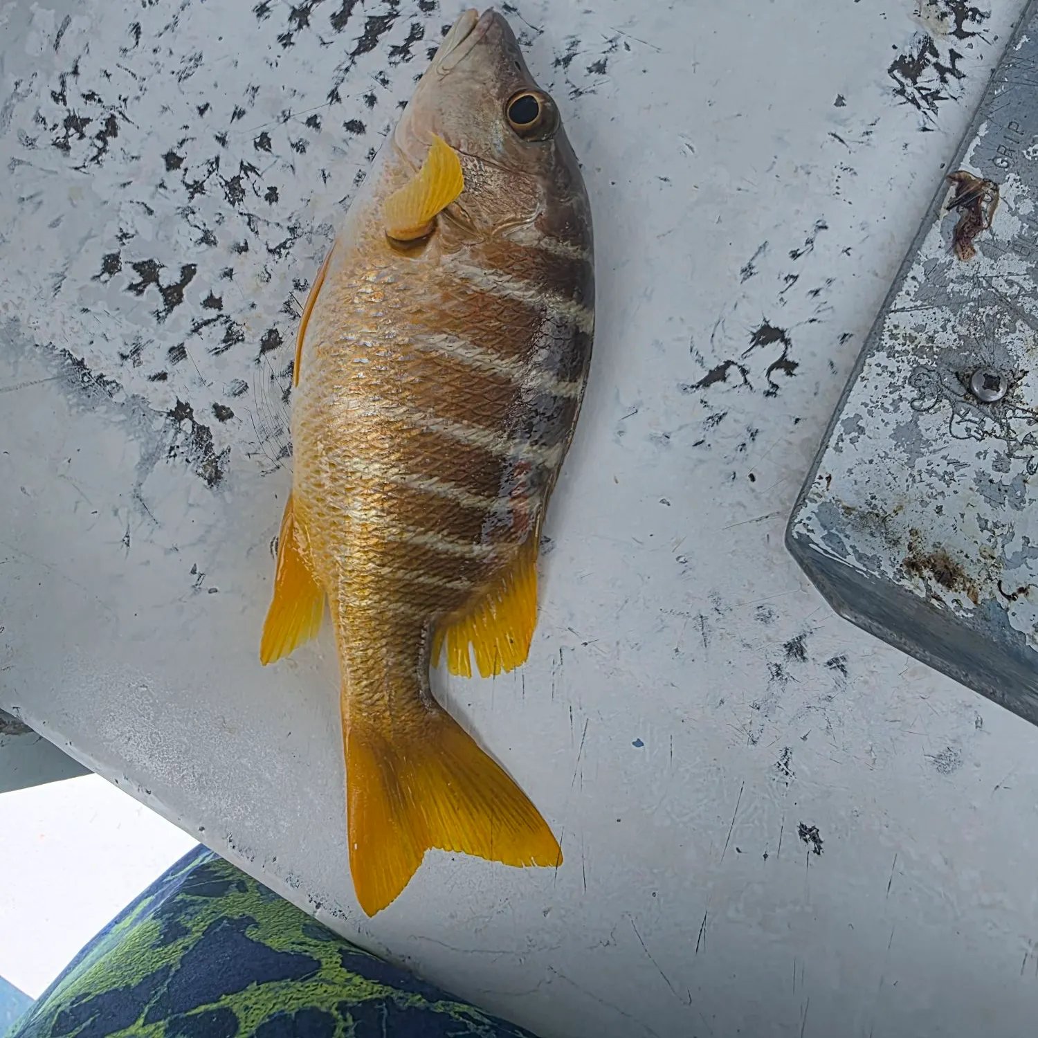 Schoolmaster snapper caught on Fishbrain