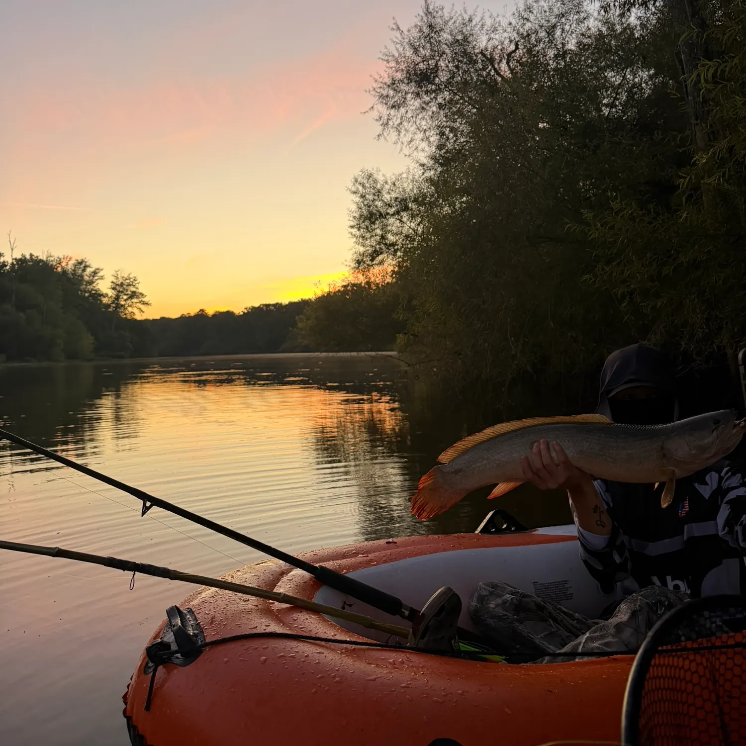 The most recent Ruddy bowfin catches on Fishbrain