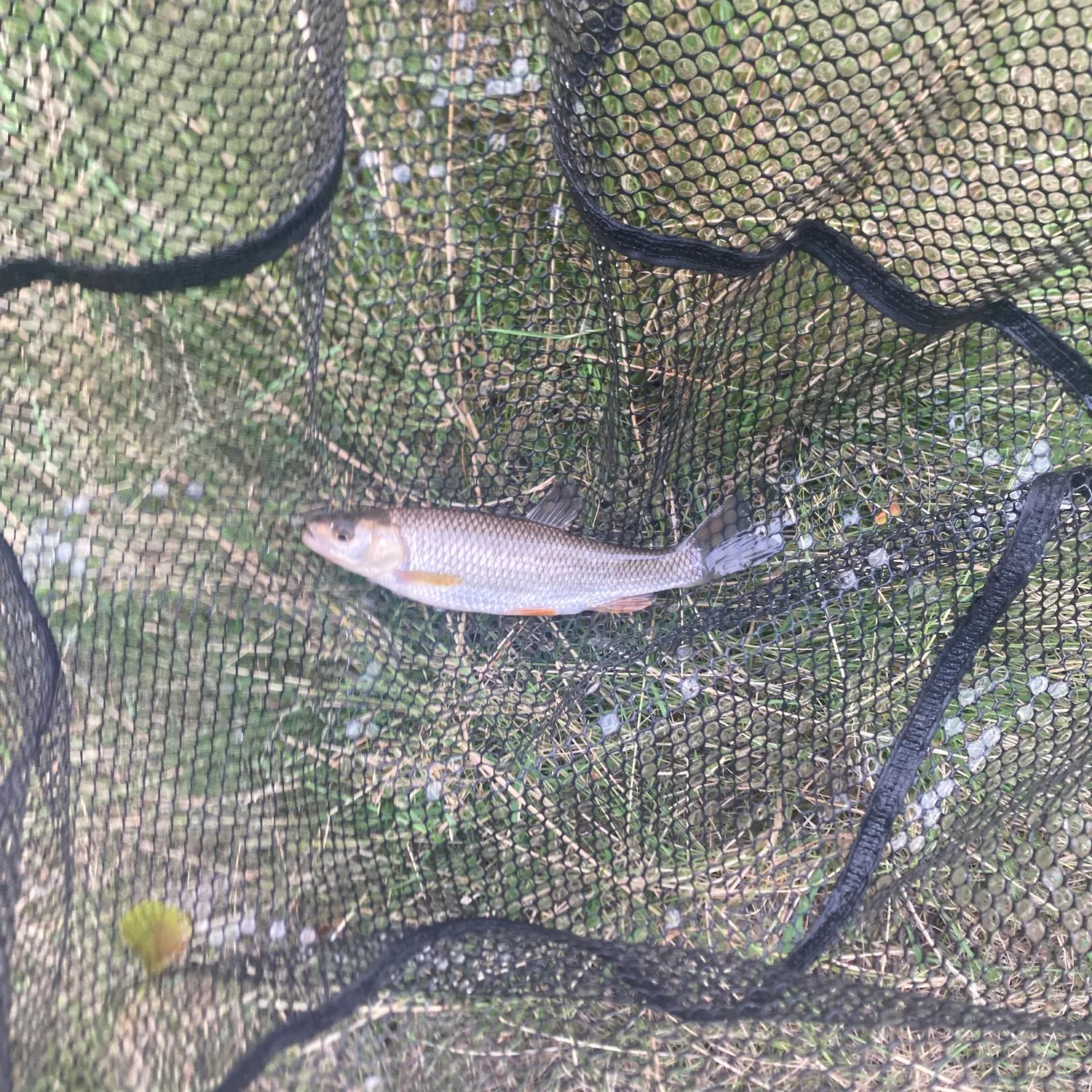 European chub caught on Fishbrain
