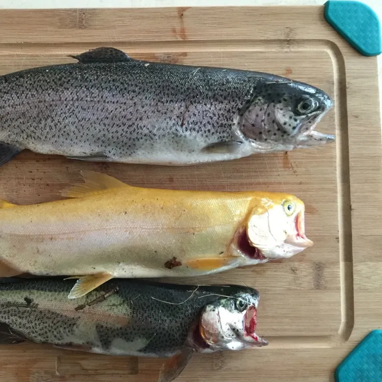 Golden rainbow trout caught on Fishbrain