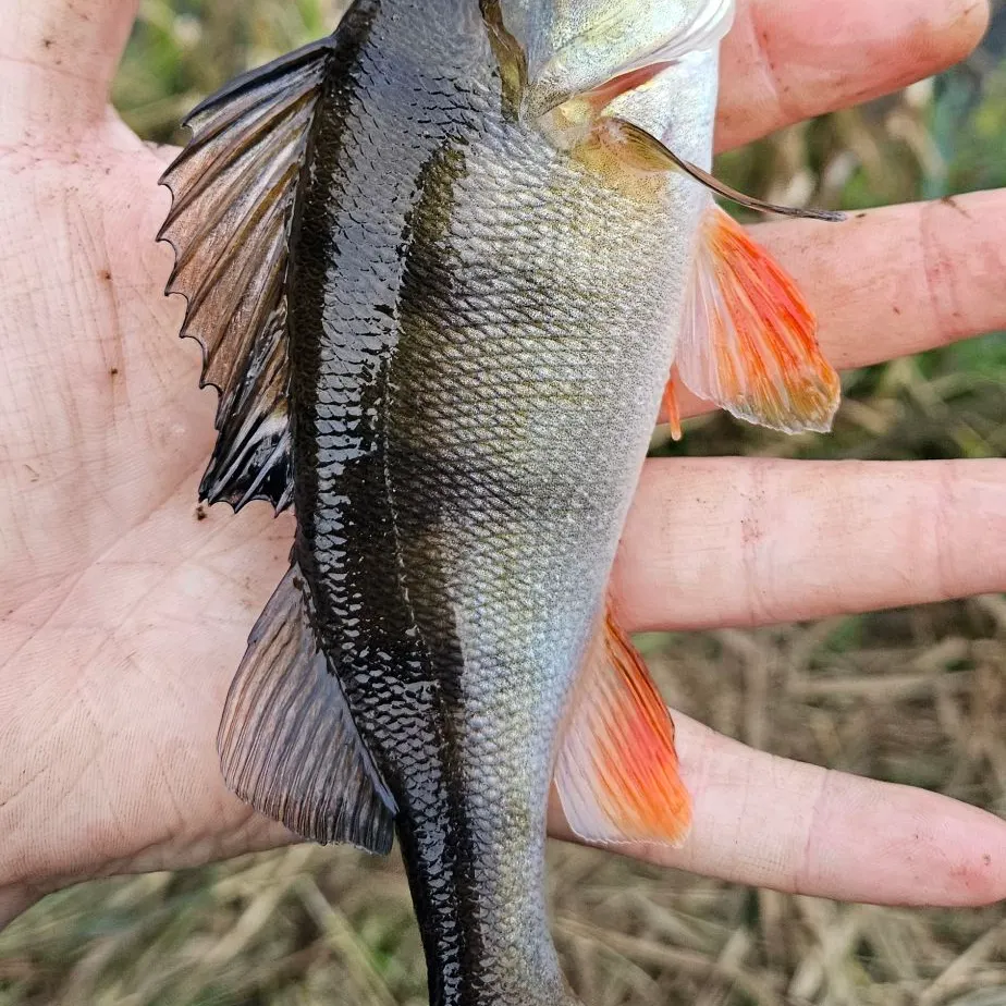 European perch caught on Fishbrain