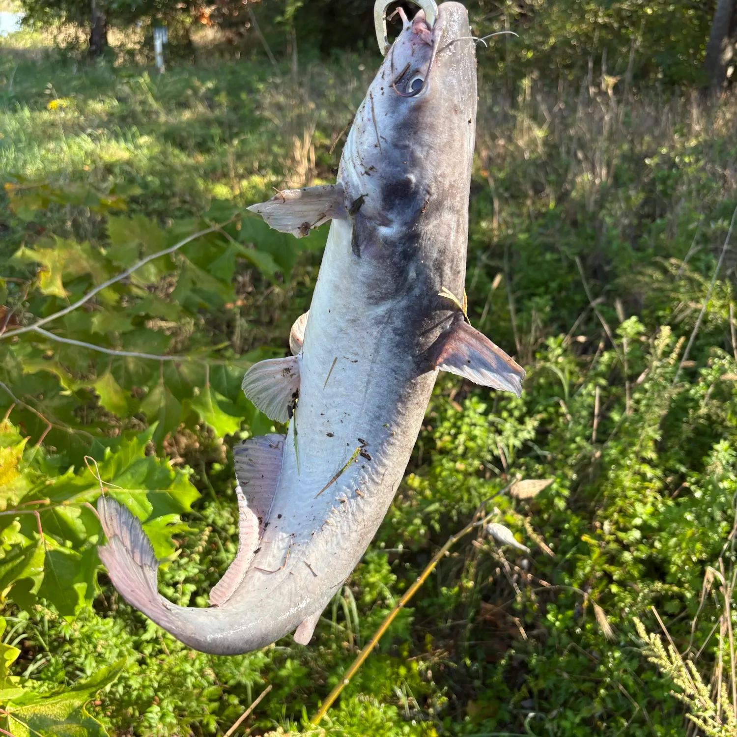 Blue catfish caught on Fishbrain