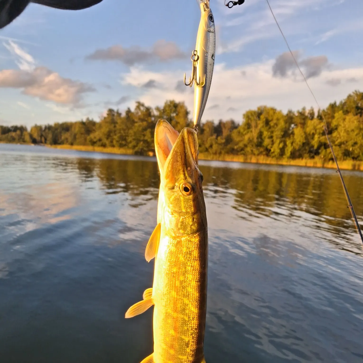Northern pike caught on Fishbrain