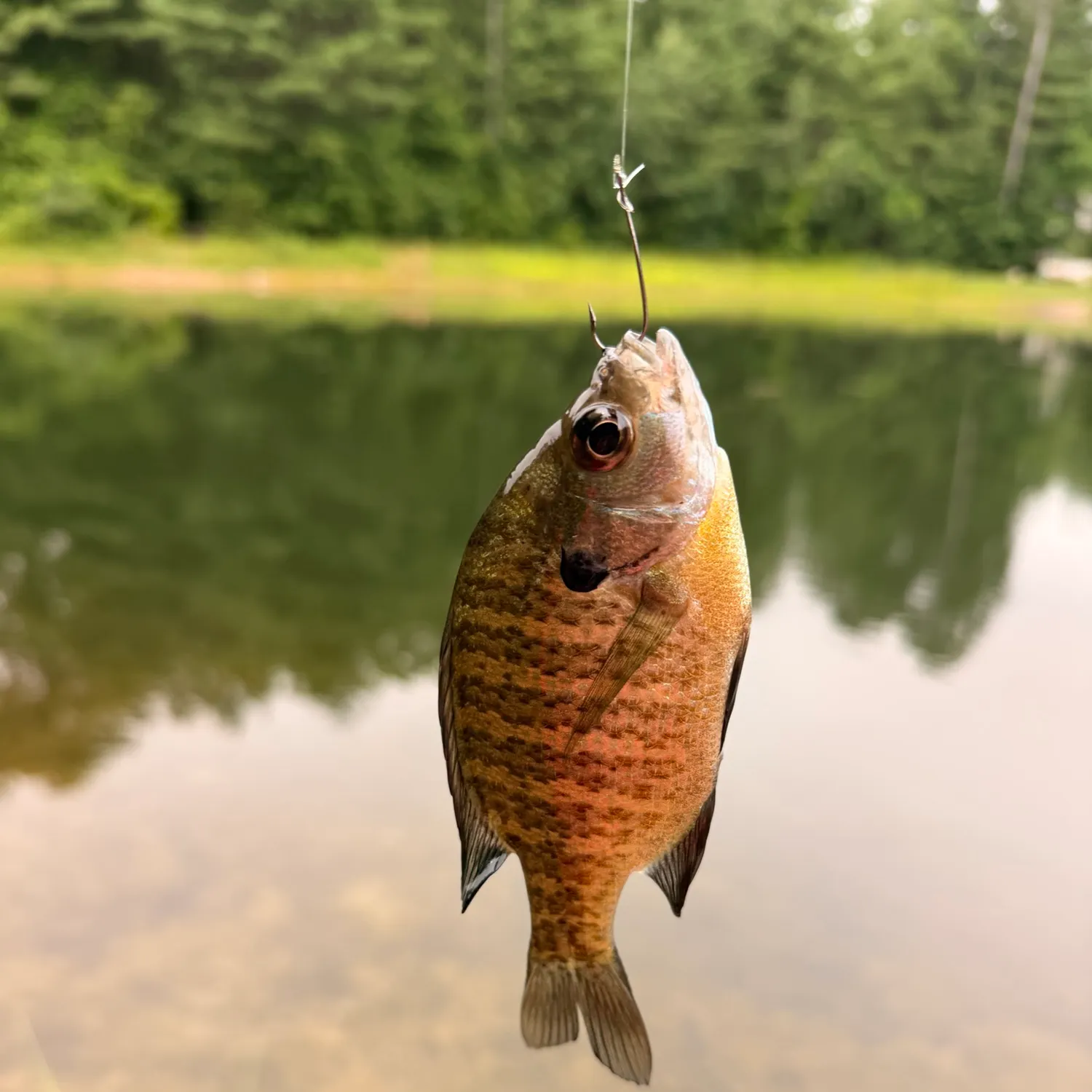 Bluegill caught on Fishbrain